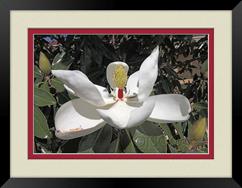 Magnolia Bloom - 2 x1024